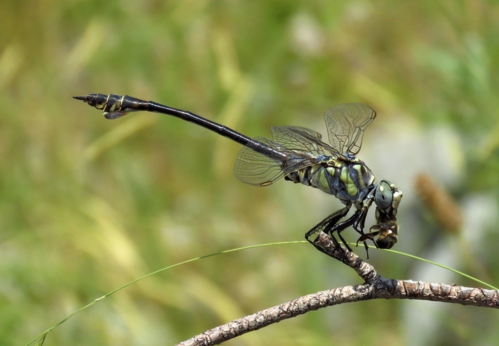Jezerski regoč - vretenac